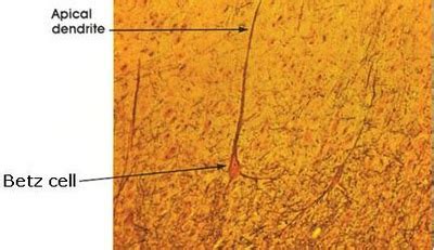 cells of betz|Betz cells .